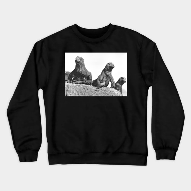 Marine Iguanas Chilling Crewneck Sweatshirt by In Memory of Jerry Frank